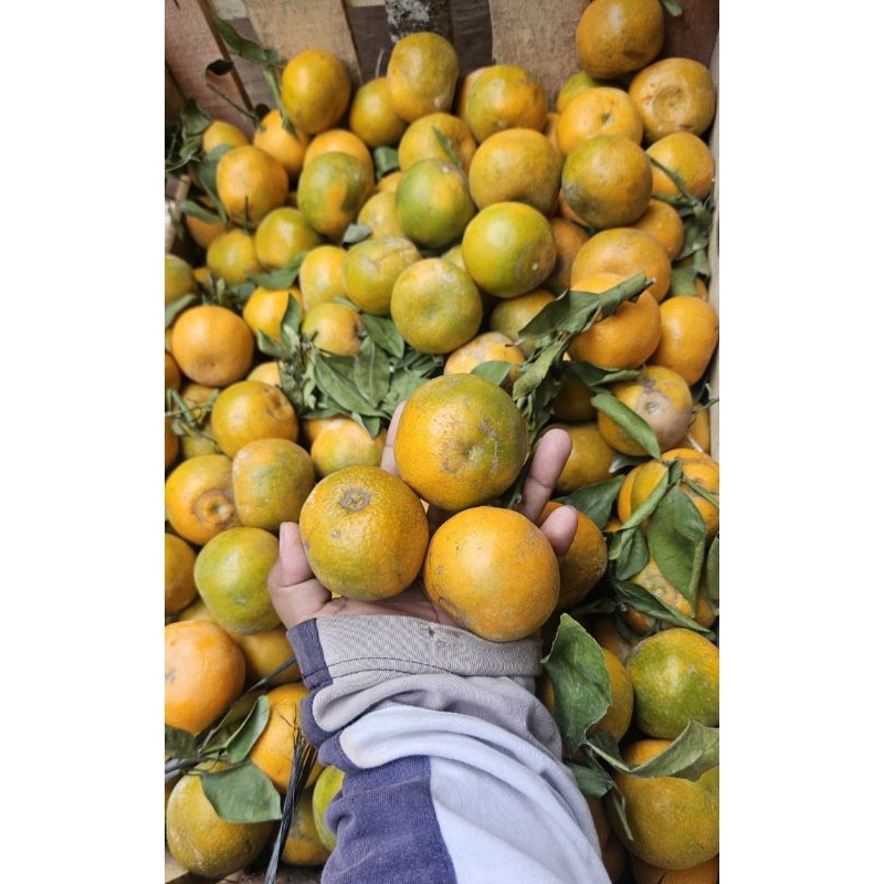 

JERUK MADU MALANG GRADE A SEGER 1kg