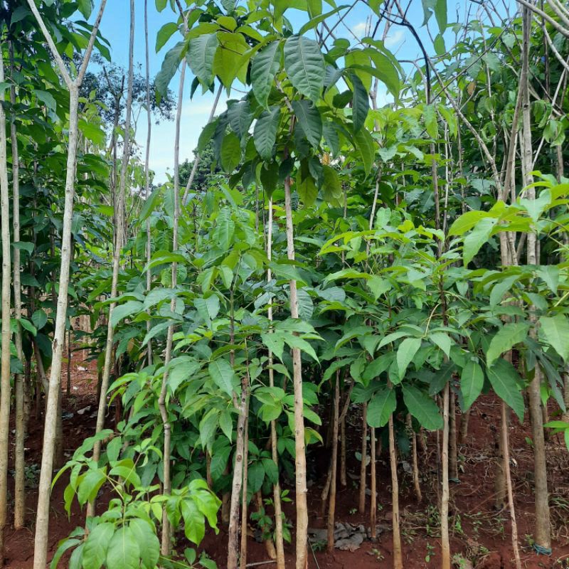 Pohon Tabebuya Bunga Ungu Tinggi 2 Meter - Tabebuya Bunga Ungu