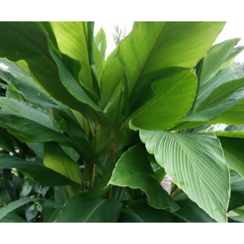 

Daun buah renggak daun hangasa segar 500 gram