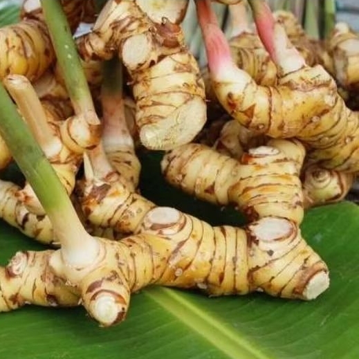 

LENGKUAS / LAOS Langsung dari petani 1/4 kg, 1/2 kg, 1 kg