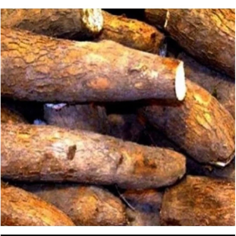 

PROMO !! SINGKONG KUNING MENTAH 1KG - SINGKONG MENTAH
