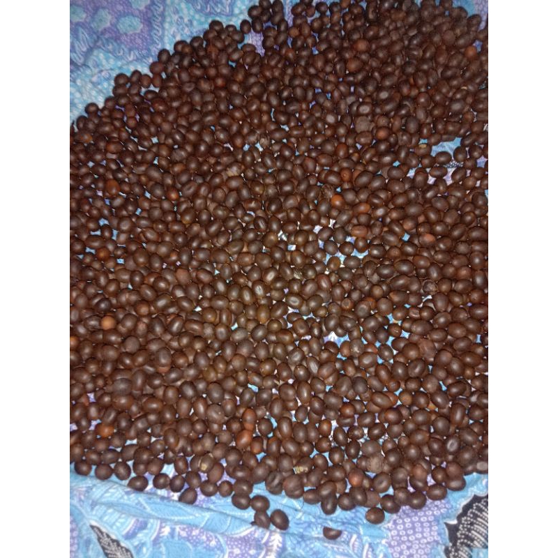 

promo biji teratai termurah