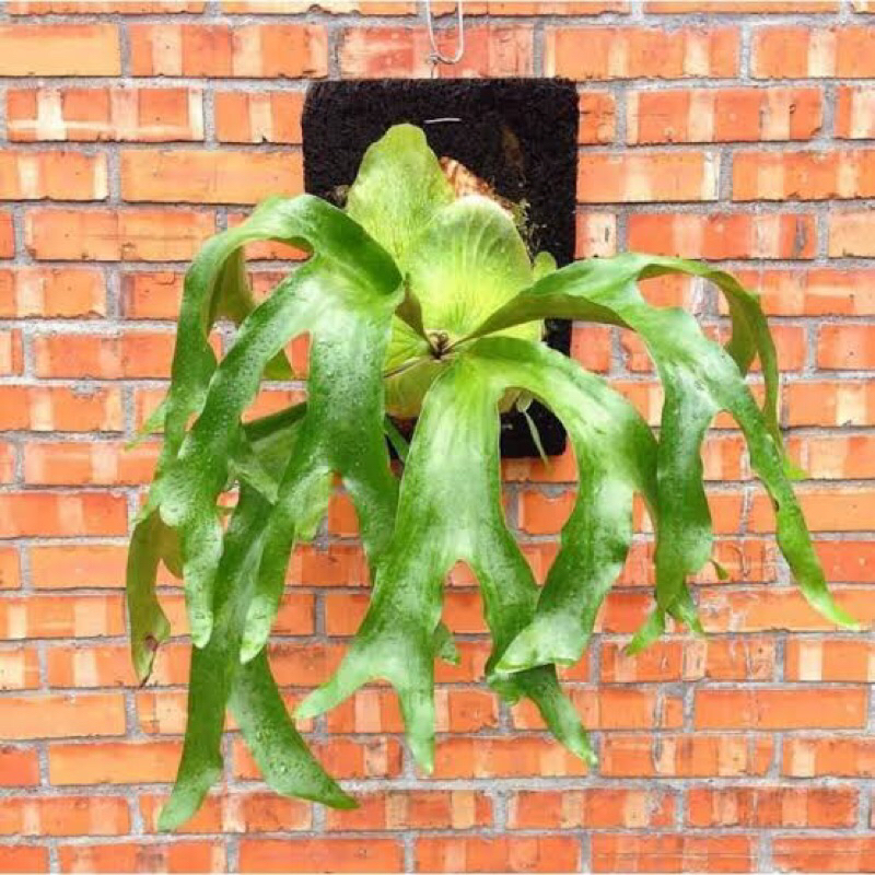 platycerium artemis anakan