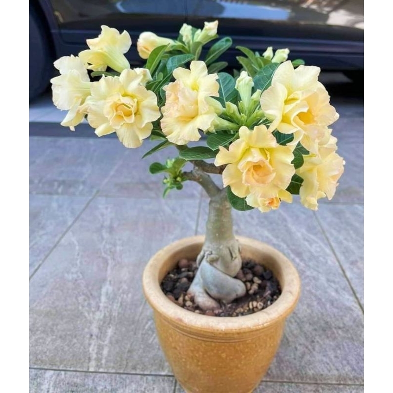 Promo Murah COD bibit bonsai adenium bunga kuning - adenium bunga kuning - bonsai adenium