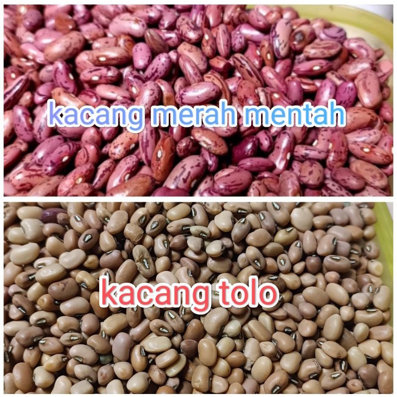 

merah dan tolo kacang merah & kacang tolo kacang joglo kacang lokal berkualitas buat es kemasan.,//1KG