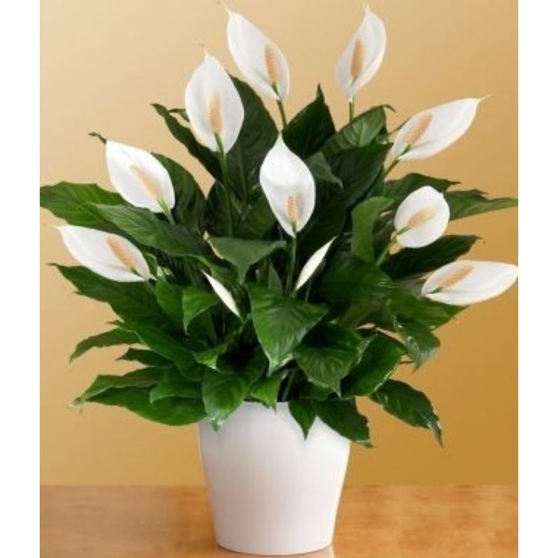 tanaman pembersih udara peace lily - peace lily