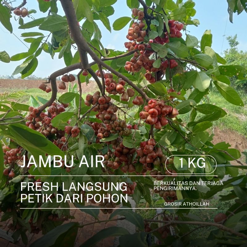 

Jambu Air Fresh Langsung Petik dari Kebun 1 kg
