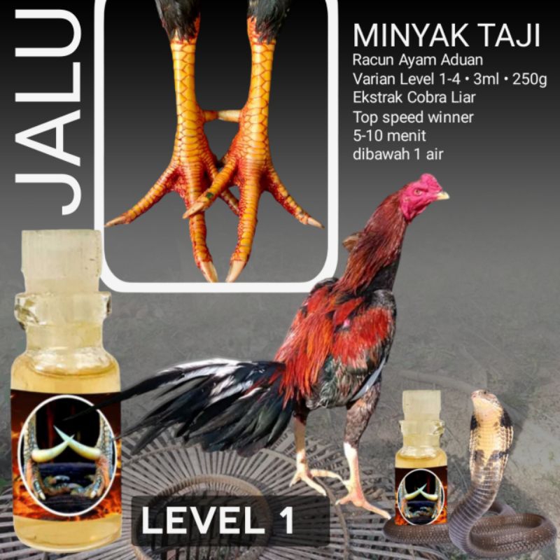 suplemen ayam bangkok F1 katuranggan putri kinurung