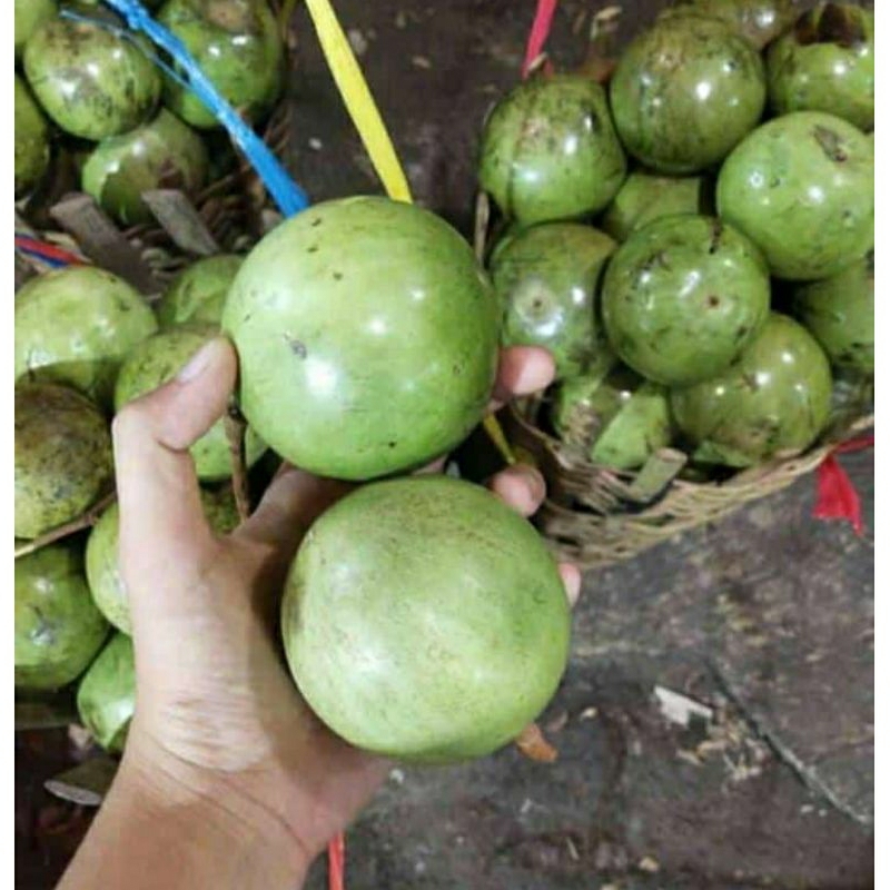 

sawo susu 1 kg manaecu