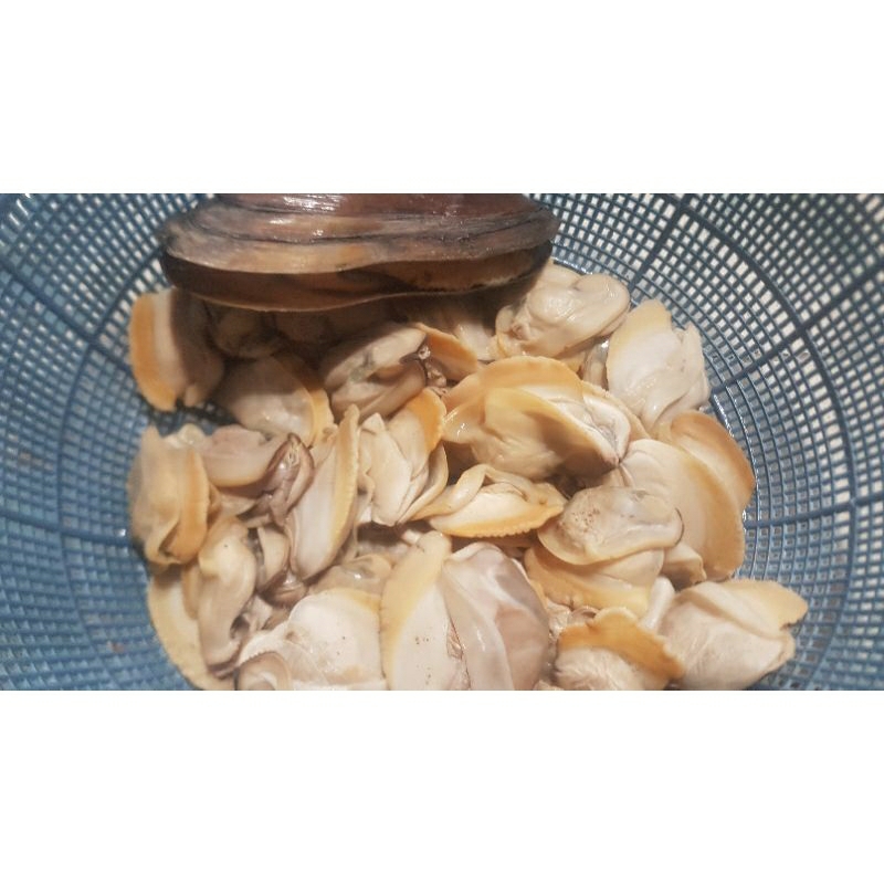 Kerang kijing sungai air tawar