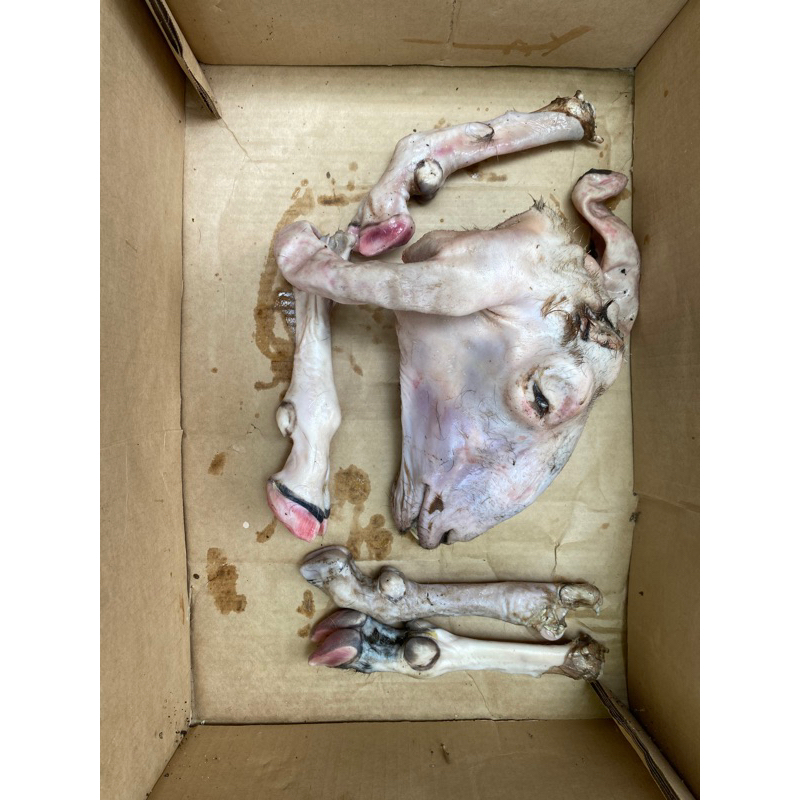 

Kepala Kambing Super