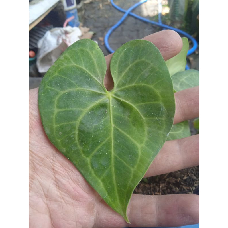 anthurium clari varian delta force trah varigata.