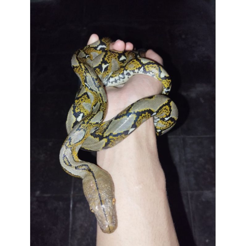 reticulatus untuk hiasan rumah