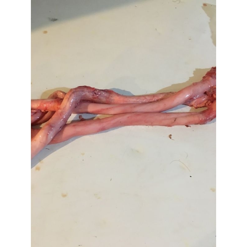 

urat kelamin sapi / urat bully