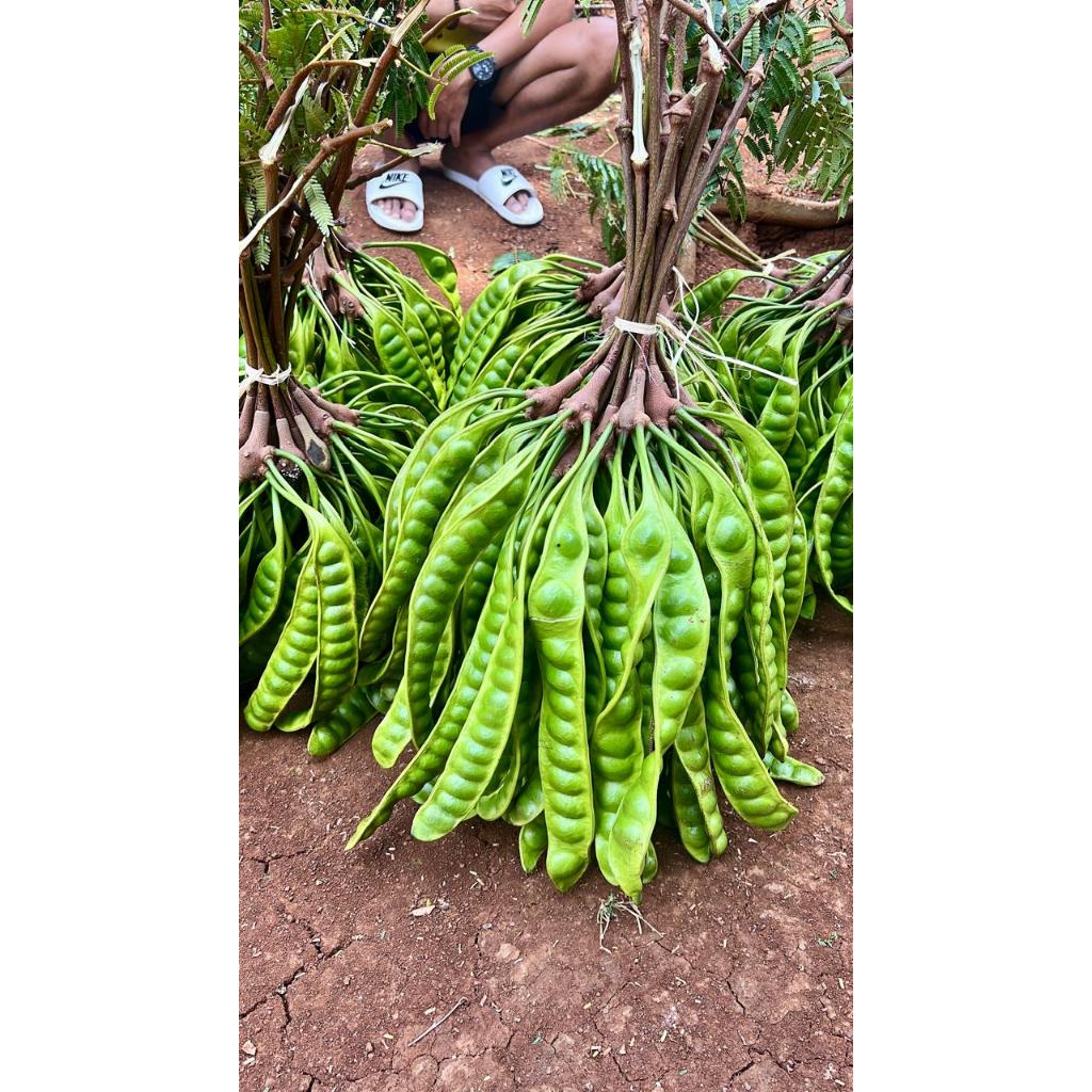 

PROMO Pete 15 Papan Petai Asli Wonogiri