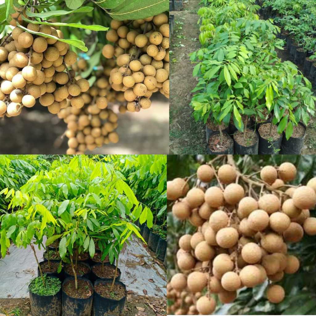 Boster Klengkeng,Booster Klengkeng Nusantara,Booster Klengkeng New Kristal