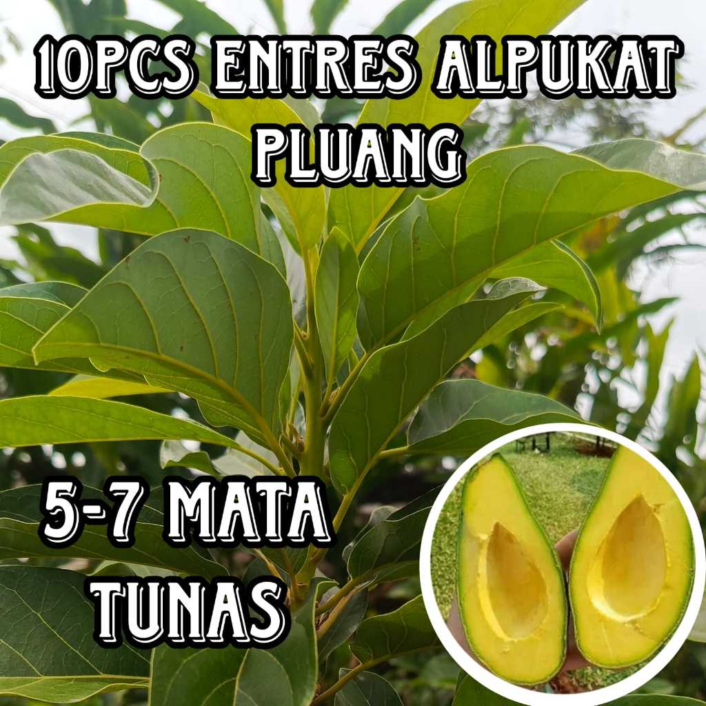 GROSIR 30PCS ENTRES ALPUKAT PLUANG ENTRES ALPUKAT SUPER