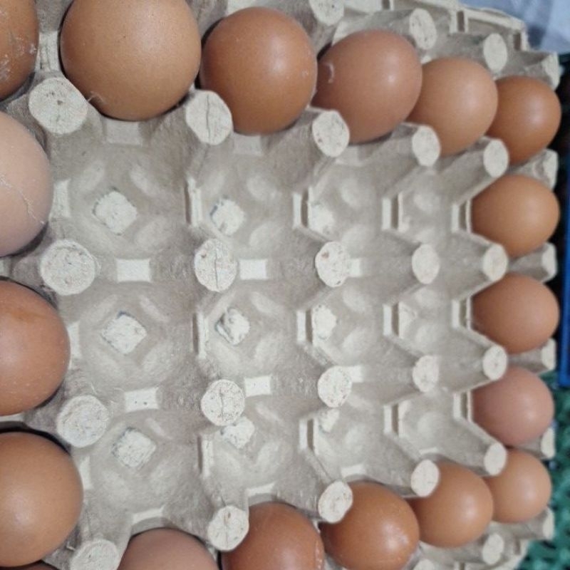

Telur ayam negri setengah kilo