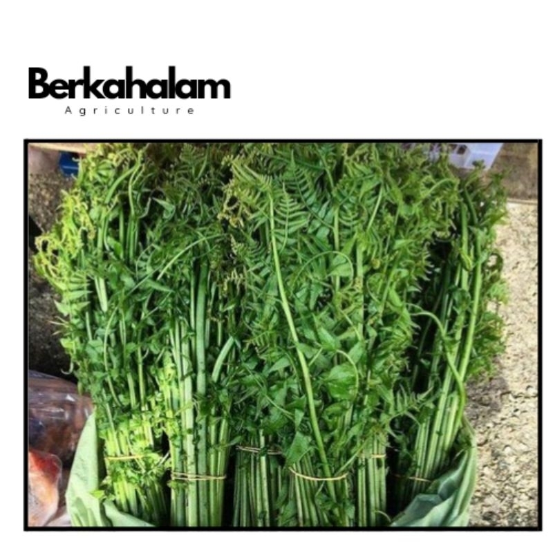 

Ready Pakis Sayur segar 250 gram