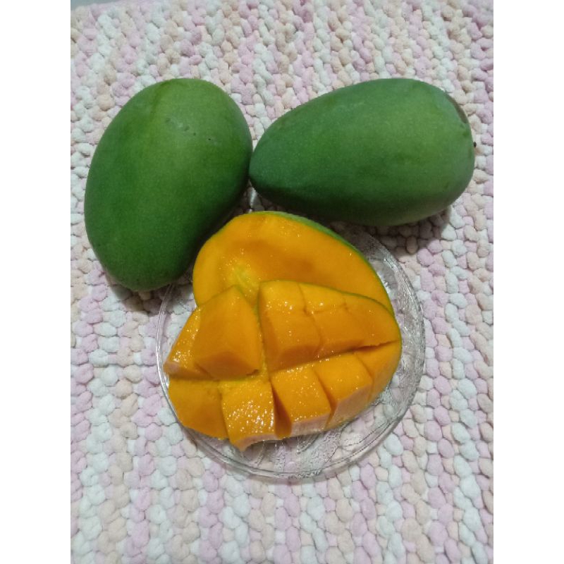 

Mangga Gadung Harum Manis Masak Pohon