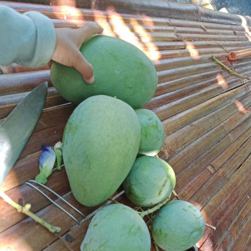

Mangga apel mudah fresh cocok untuk rujak an petik langsung dari kebun
