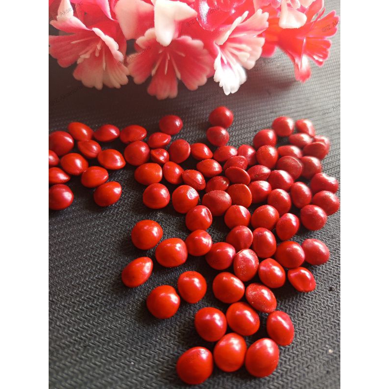 Biji Saga Merah//biji sogo Telik//biji merah