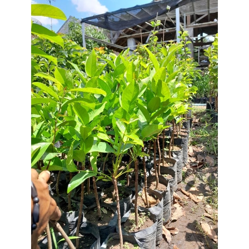 jambu air kancing putih