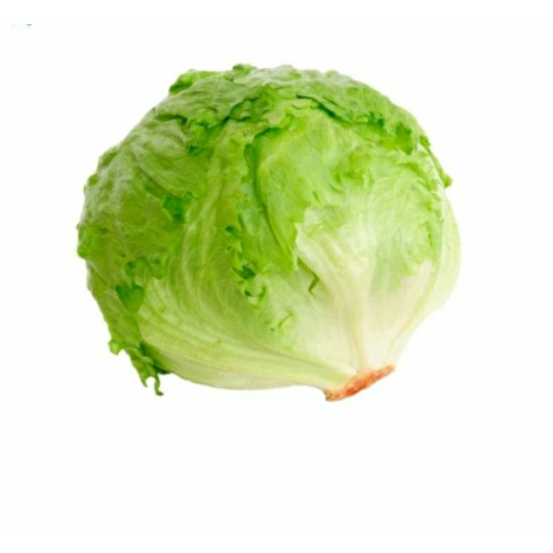 

Lettuce Segar /500gr. Fresh langsung dari petani