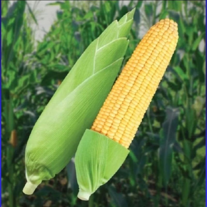 MURAH 500 BENIH JAGUNG MANIS MADU MAESTRO