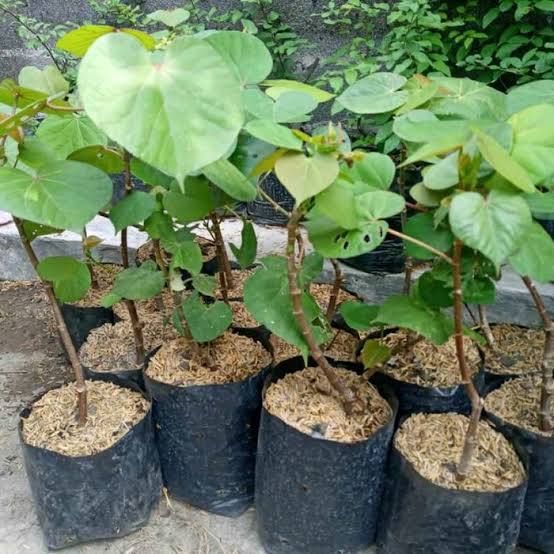 Bahan Bonsai | WARU TAIWAN