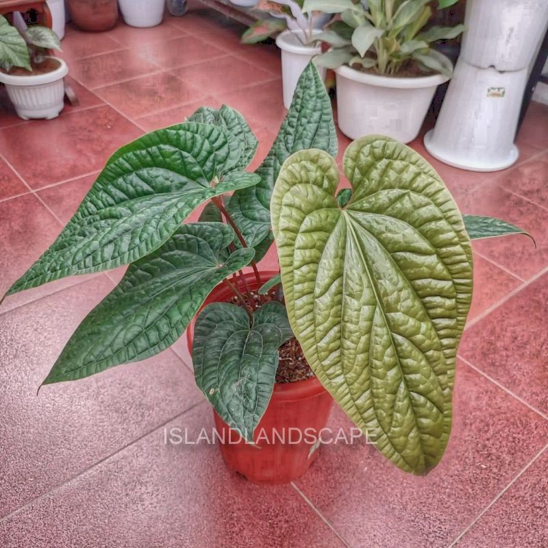 (Bisa Cod)Tanaman Hias Anthurium - Anthurium Sirih Badak