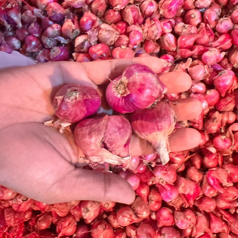 

Anakbawang75 Bawang Merah Campur Sedang Kecil Kering 1 Kg Brambang