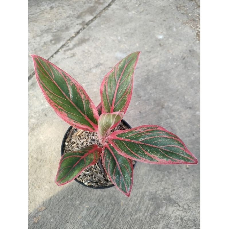 Aglaonema Jayanti