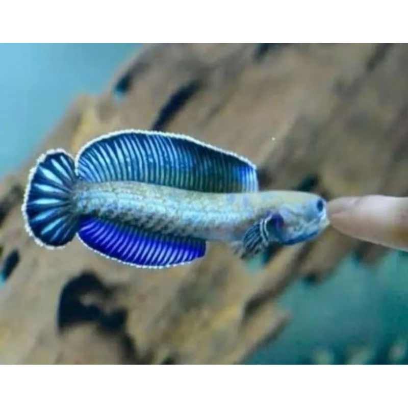 Andrao Chana kontes top gread