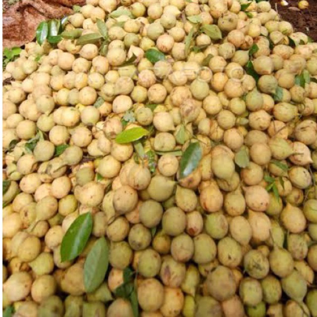 

Buah Pala Tua Segar 500 gram