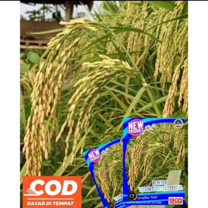 Benih Padi 2 Tongkol Kemasan 1Kg