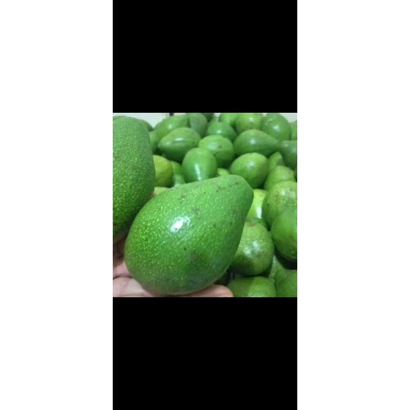 

ALPUKAT KUALITAS SUPER FRESH 1 Kg isi 3- 4 Buah