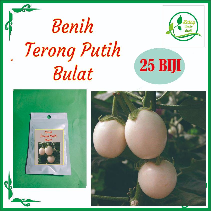 BENIH TERONG PUTIH BULAT ISI 25 BIJI