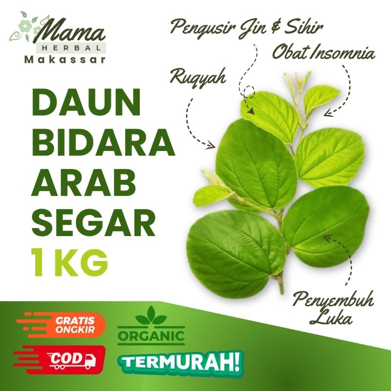 

Daun Bidara Arab Segar 1 KG Pengusir Jin Ruqyah Insomnia Diabetes Luka Alami Herbal COD Makassar