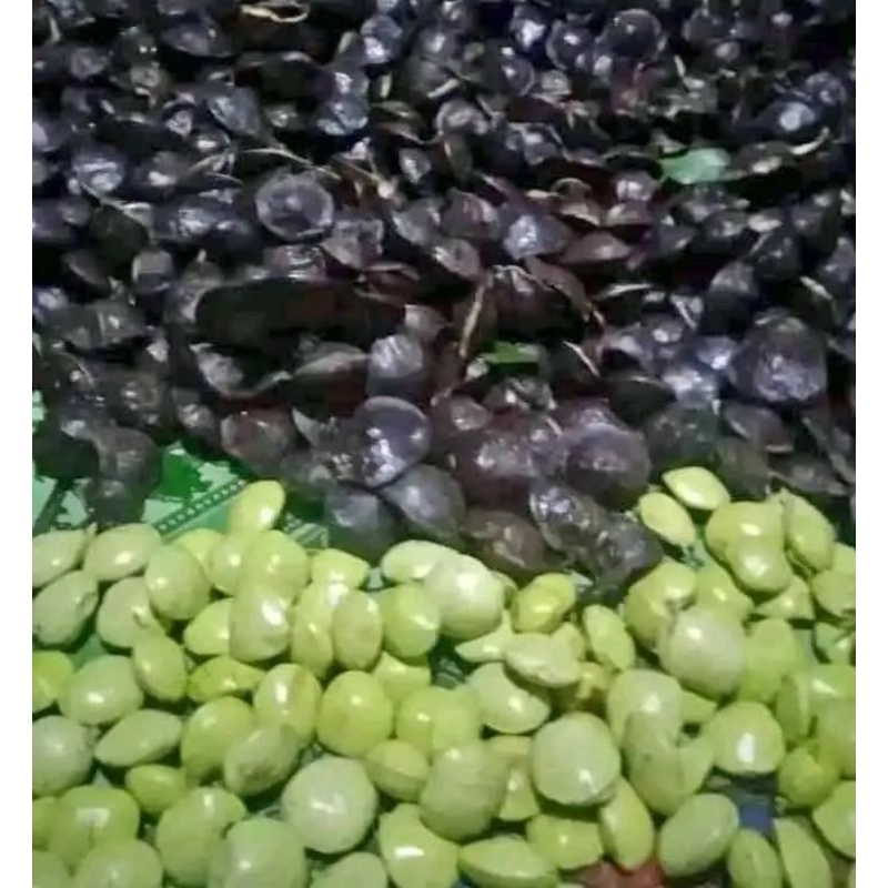 

Jengkol Muda Mentah 1Kg Super,Jengkol Muda Lalapan Cangkang Segar 1kg