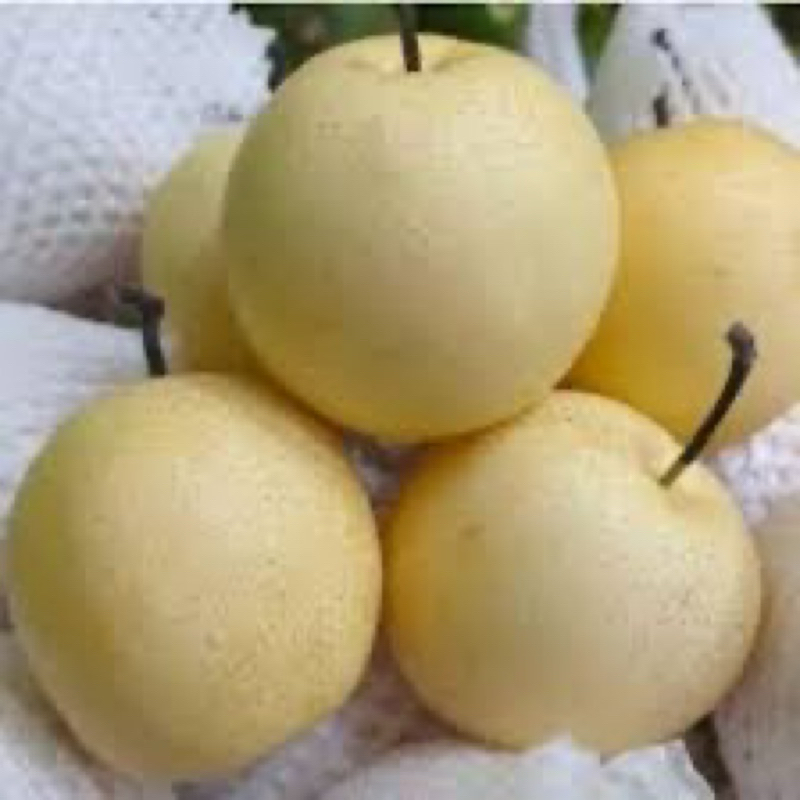 

PEAR CENTURY PREMIUM FRESH 1kg