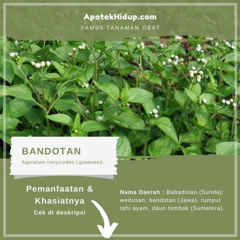

DAUN BANDOTAN / BABADOTAN SEGAR MURAH 500 grm