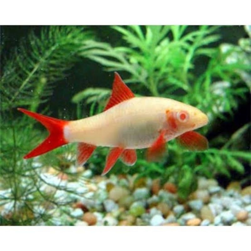 IKAN HIAS REDFIN SHARK ALBINO