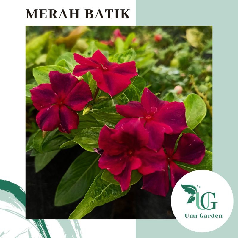 15 Biji Bunga Vinca Merah Batik Juntai Benih Tapak Dara
