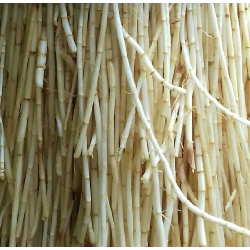 

Akar alang alang 300gram