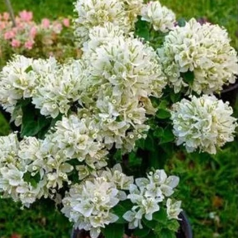 Bougenville Singapur putih /SJ putih batang ORI /sambung