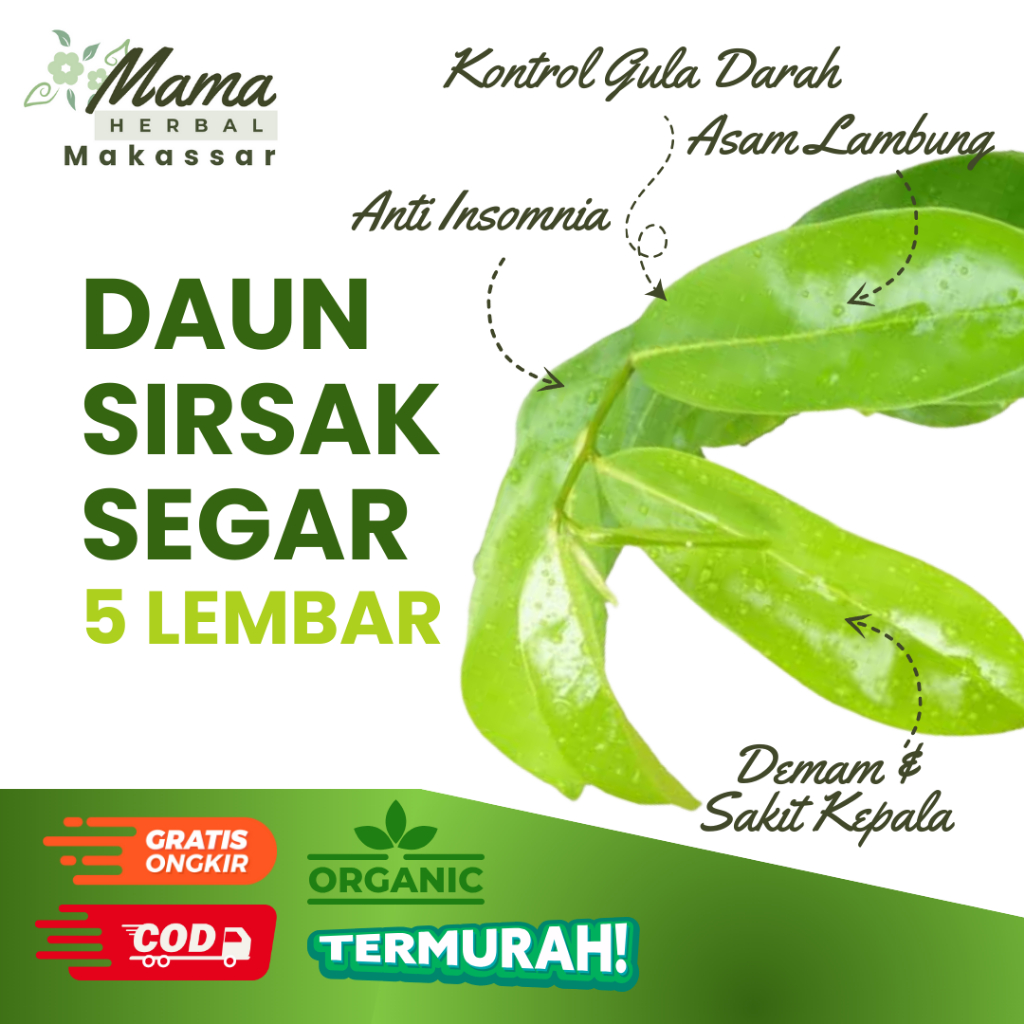 

Daun Sirsak Segar 5 Lembar Organik Fresh Baru Dipetik Demam Anti Insomnia Diabetes COD Makassar