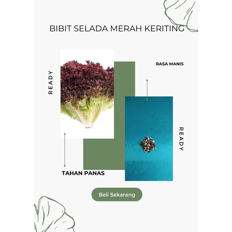 

Selada merah keriting
