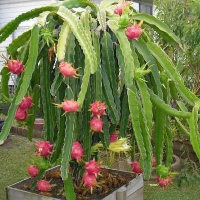 Bibit buah naga - Buah naga
