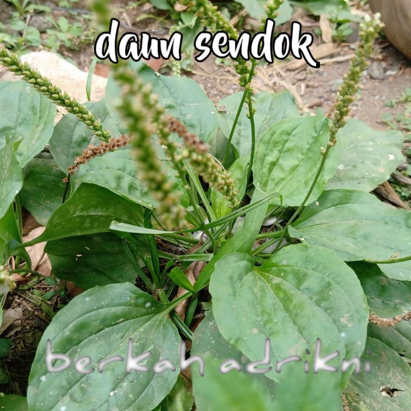 

daun sendok daun urat herbal (5pcs)